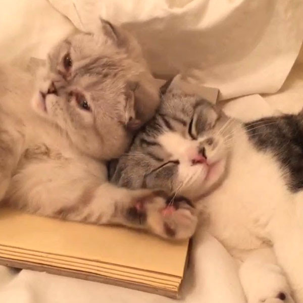 Taylor Swift Is Having The Most Purr Fect National Cat Day E